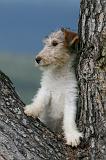 FOX TERRIER 712